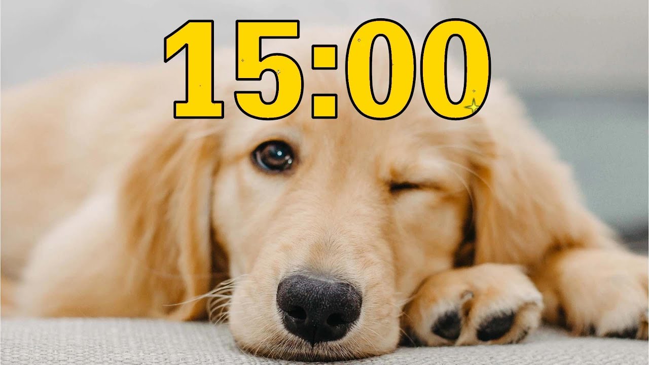 15 Minute Golden Retriever Puppy Dog Countdown Timer