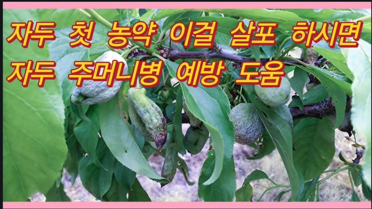 자두 첫 농약 이걸 안하면 자두 주머니병 옵니다.(농사의신)