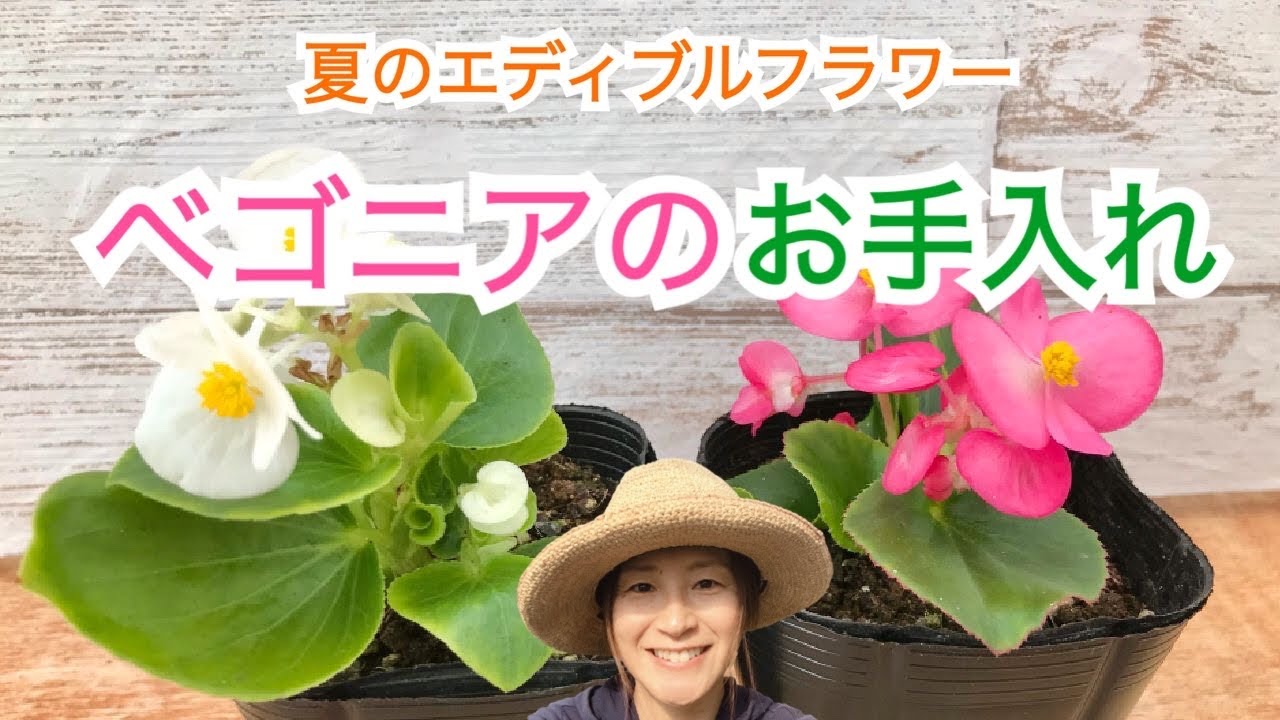 【ベゴニア】のお手入れ方法