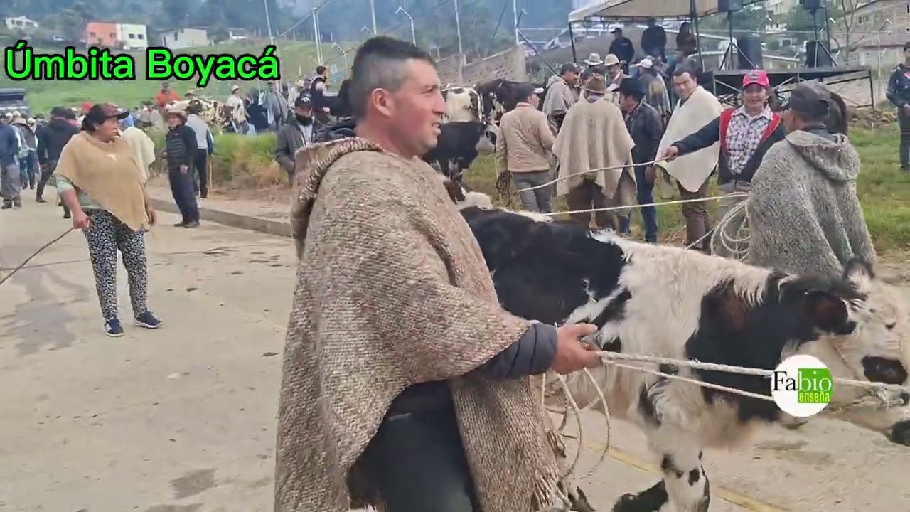 Feria Ganadera en Úmbita Boyacá. 2026