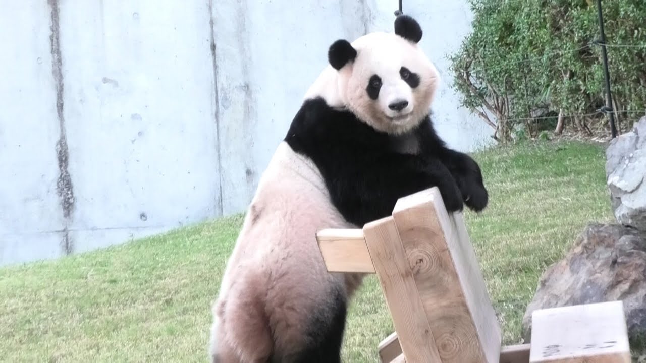 桃浜　お家に入れない　激おこ八つ当たりから大はしゃぎでドヤ顔　あー結ちゃんの椅子がー。。