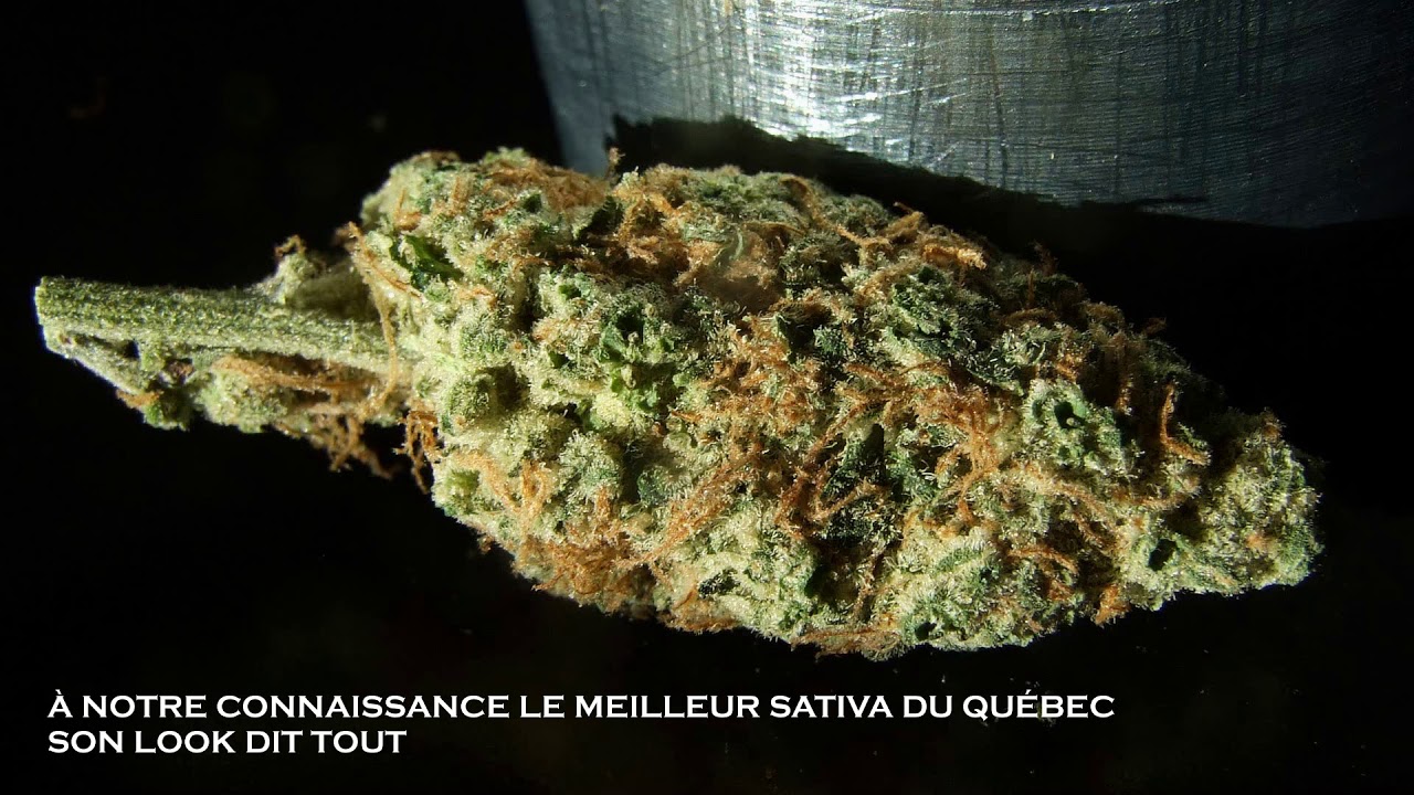 CERISE SUR LE FUNDAY DE FLEUR DE LISE - L'&Eacute;LECTRO POT 007