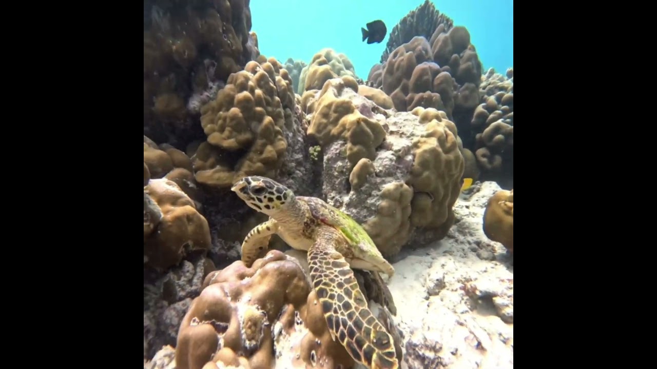 Scuba Diving | Fodhdhoo Maldives #maldives #adventure #scuba#scubatravel #scubadivingislife