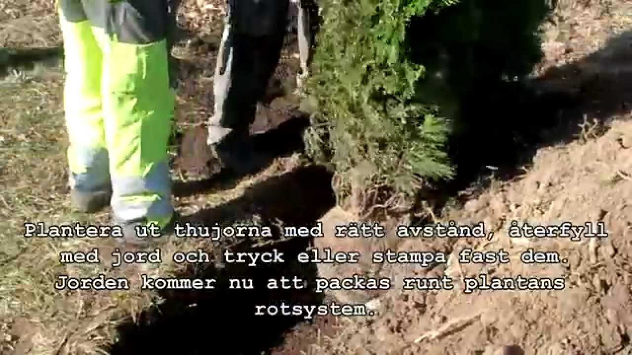 thujor.se plantera tuja/thuja häck - störst på hemleverans