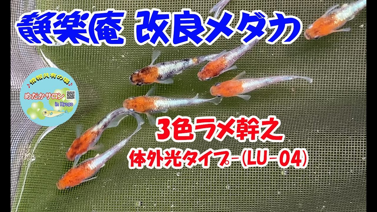 第87回 静楽庵【3色ラメ幹之-体外光タイプ-( LU-04)作出過程】