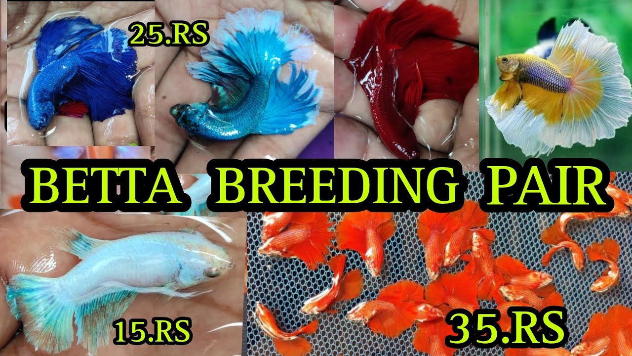BETTA FISH BREEDING PAIR FOR BEGINNERS | BETTA FISH BREEDING | GUPPY FISH BREEDING | GOLDFISH