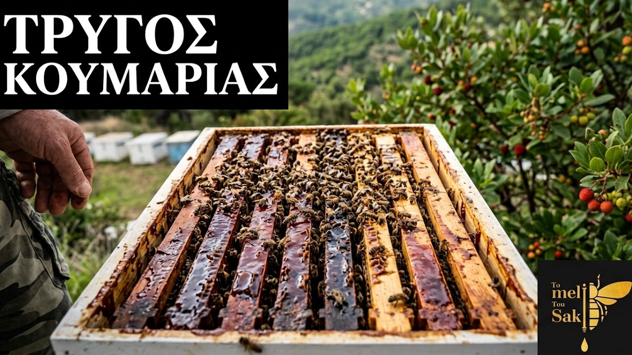 Τρύγος στα κούμαρα – εμπειρία από το Νότιο Πήλιο