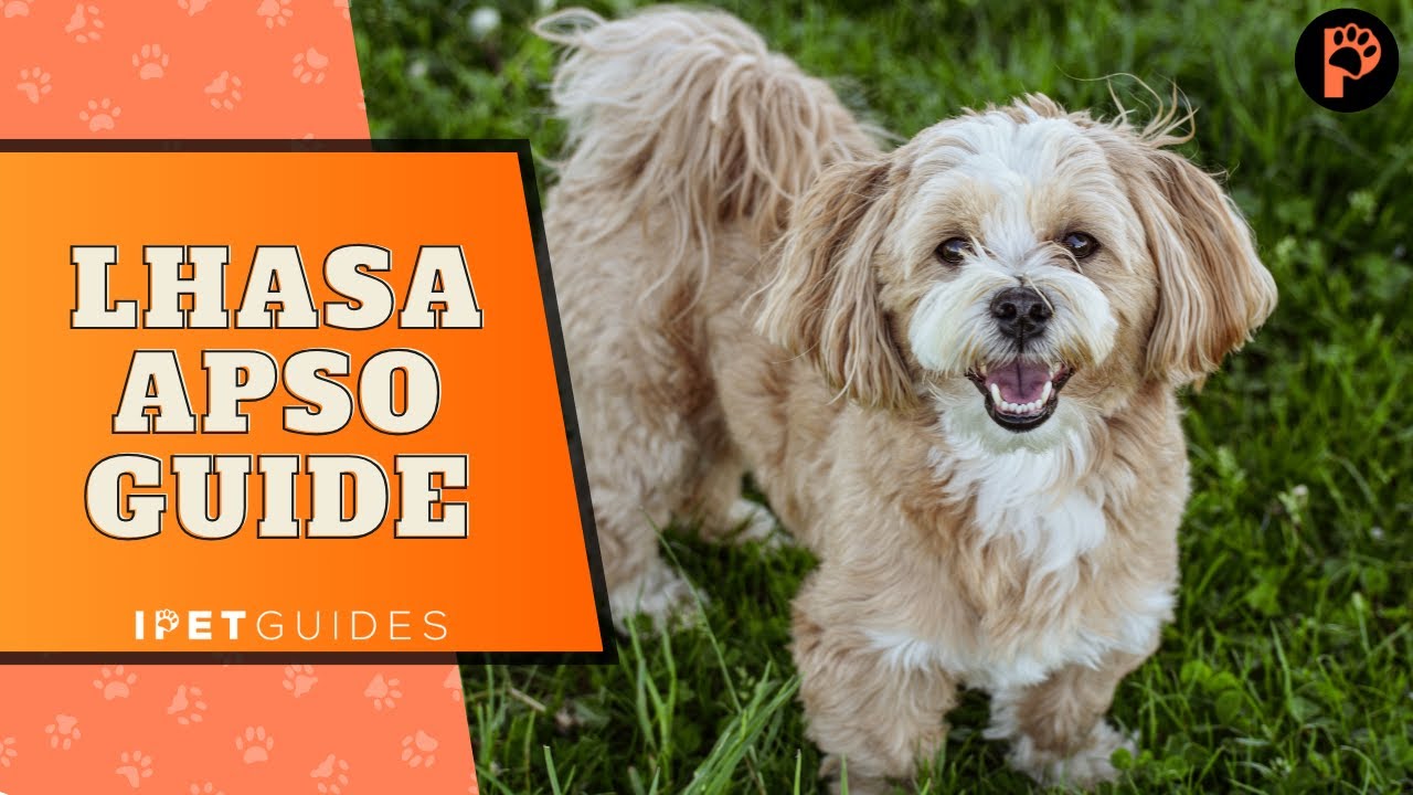 Odkrywanie ps&oacute;w rasy Lhasa Apso | Przewodnik po rasach i wskaz&oacute;wki