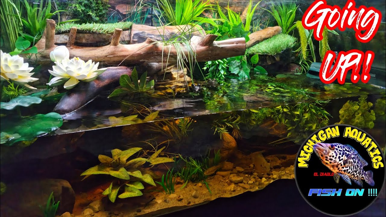 Bringing the American Bullfrog Tank UP!!