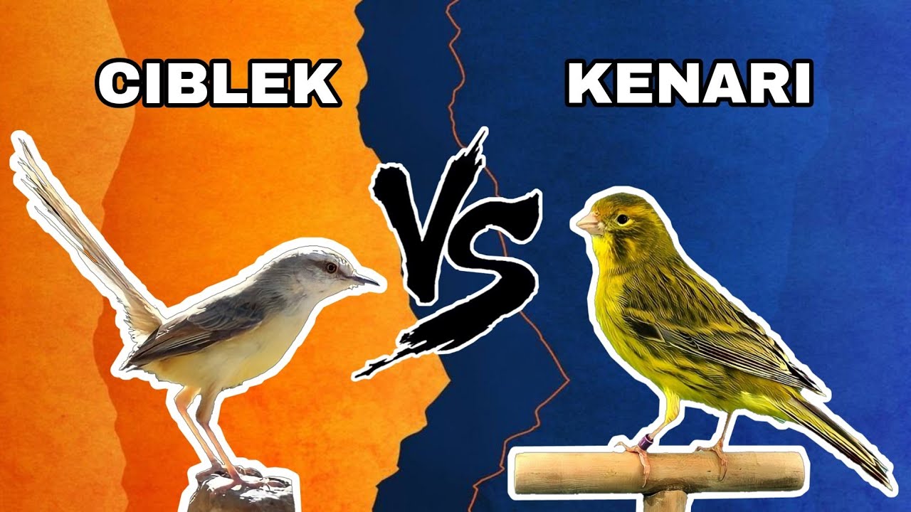 CIBLEK VS KENARI