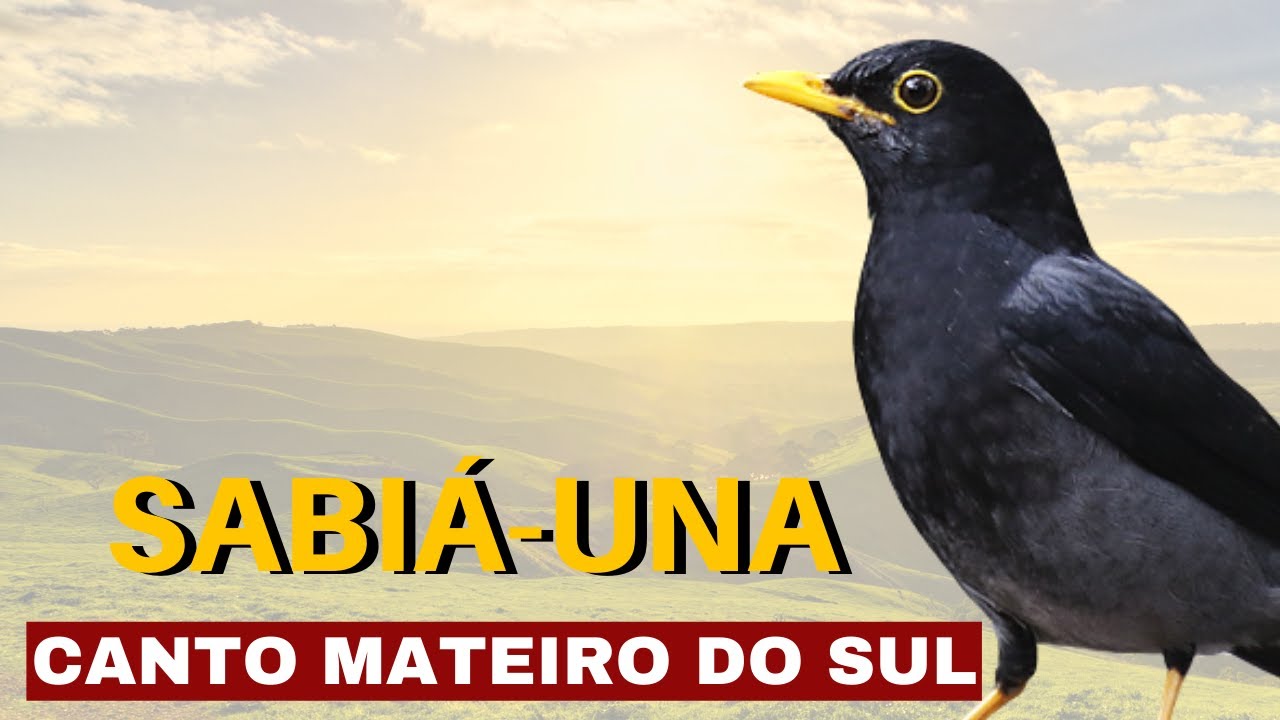 SABI&Aacute; UNA CANTO MATEIRO DO SUL  -  30 MINUTOS