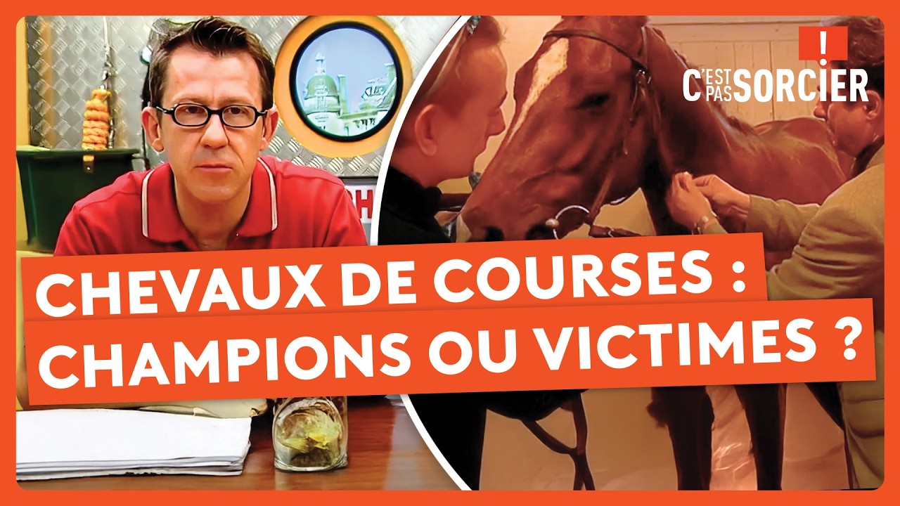 Les chevaux de courses : Champions ou victimes ? - C'est pas sorcier