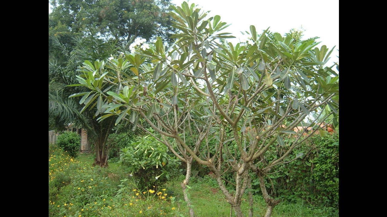 MWEYISA BUBI by DAVID MUKASA