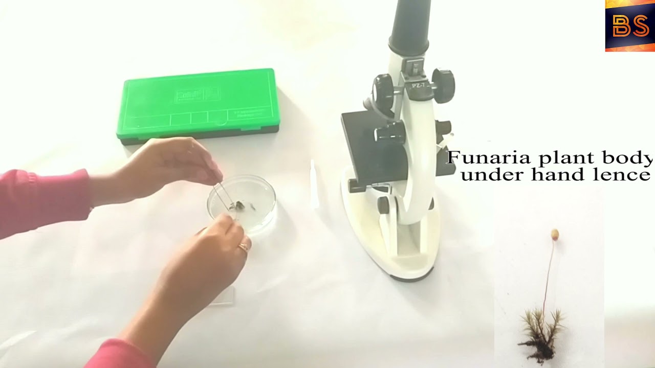 Funaria Practical | Botanical Studies | Dr. Varsha Khude