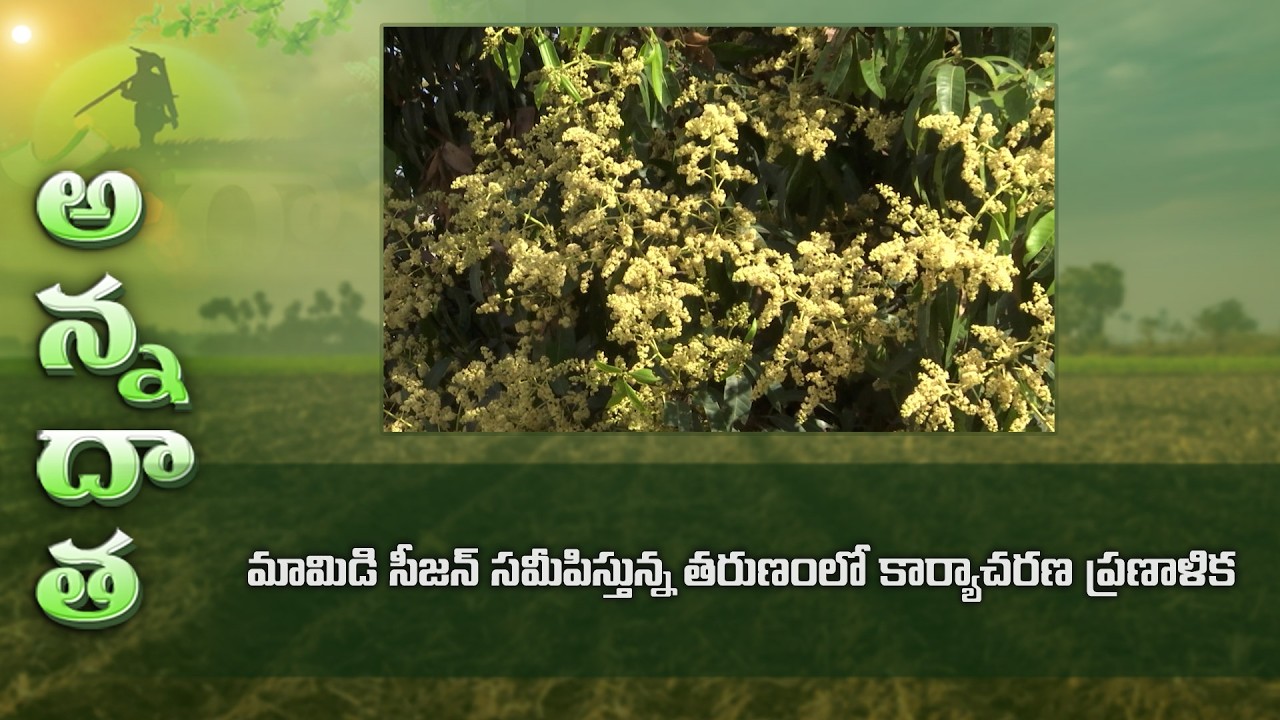 మామిడి సీజన్ సమీపిస్తున్న తరుణంలో కార్యాచరణ ప్రణాళిక | ETV