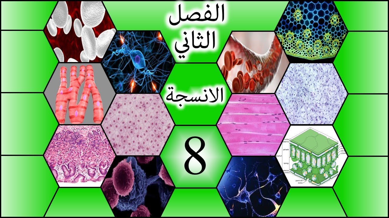 طريقة رسم النسيج الظهاري المطبق العمودي للسادس الاعدادي-الفصل الثاني