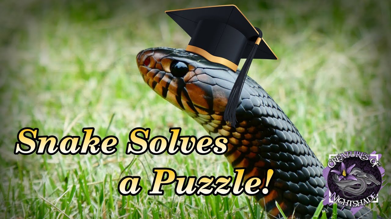 Snakes Solving Puzzles?! Snakes are Smart! | Nina Ottosson Puzzles | Creatures of Nightshade