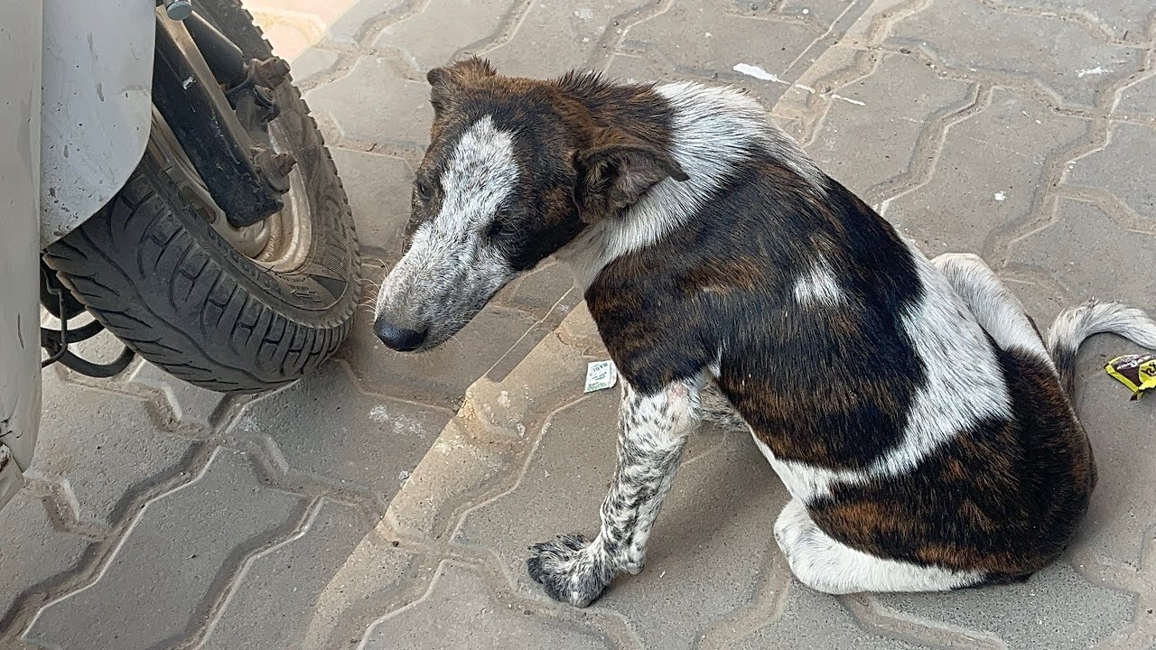 Aje dog. Ne sodha va gaya ❤️🐶