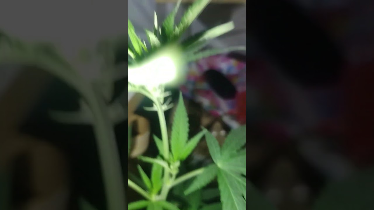 preflora white widown