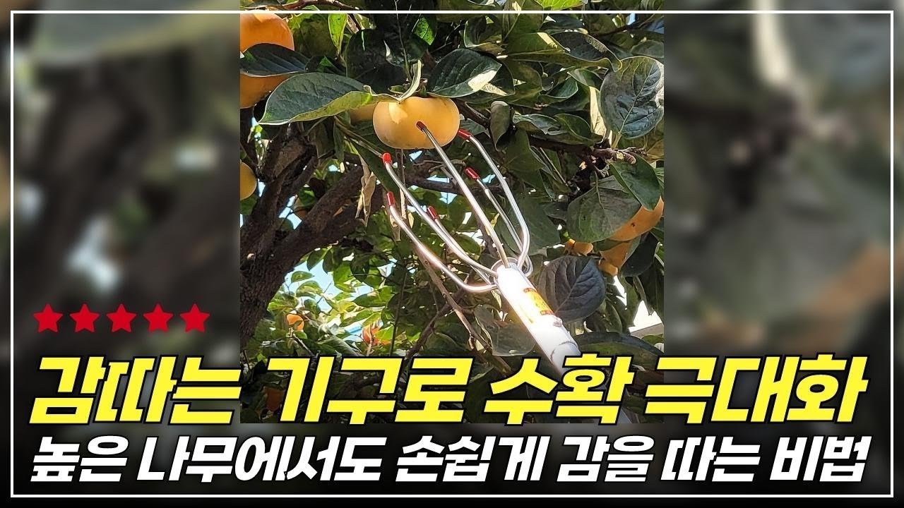 감따기의 모든 것! 올해 최고의 과일 수확 도구 3종 비교 리뷰