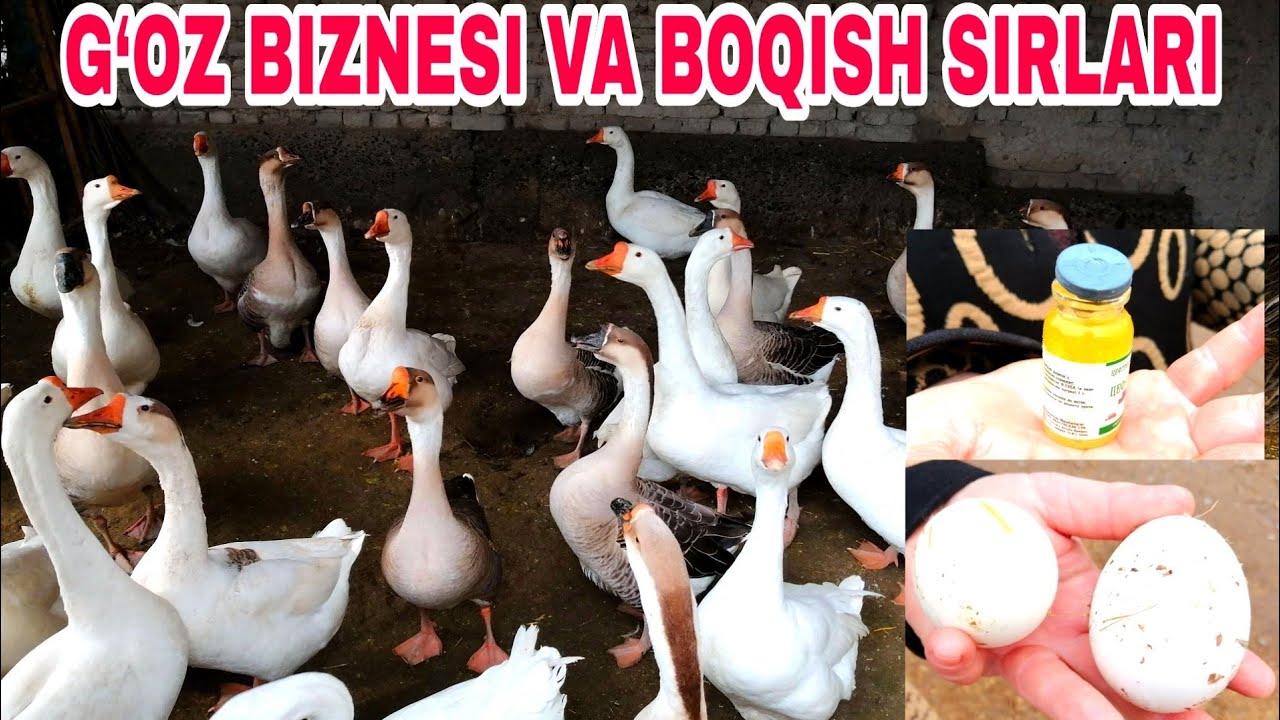G‘OZ BIZNESI VA BOQISH SIRLARI