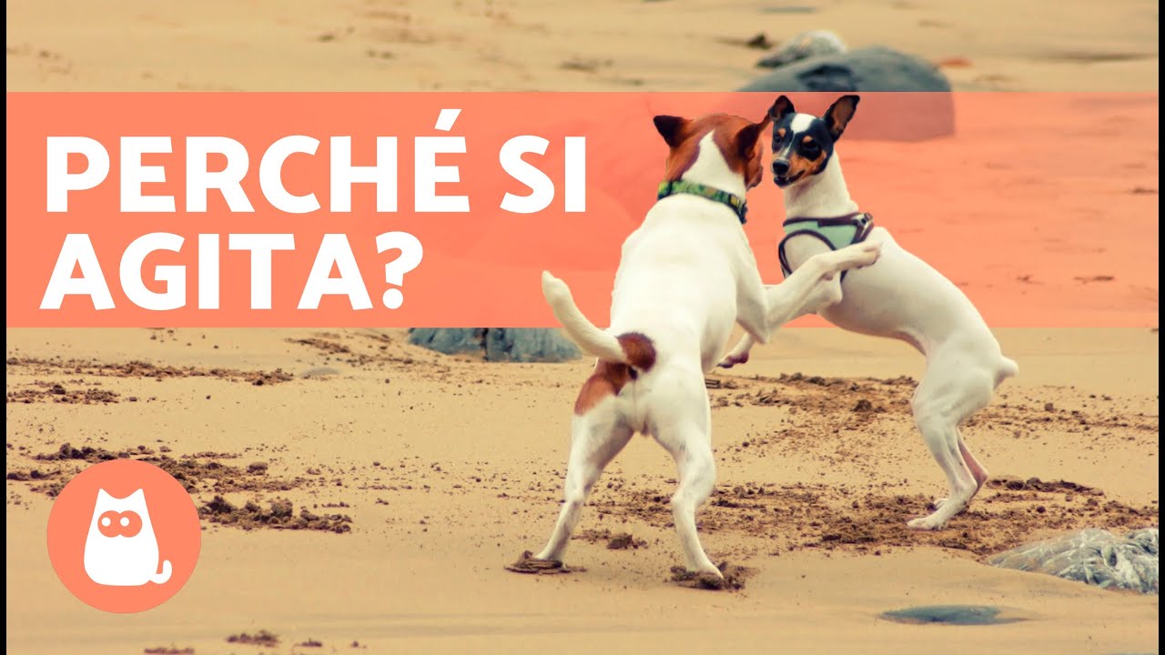 Il mio CANE IMPAZZISCE quando VEDE altri CANI 🐶 (6 cause di un CANE REATTIVO)
