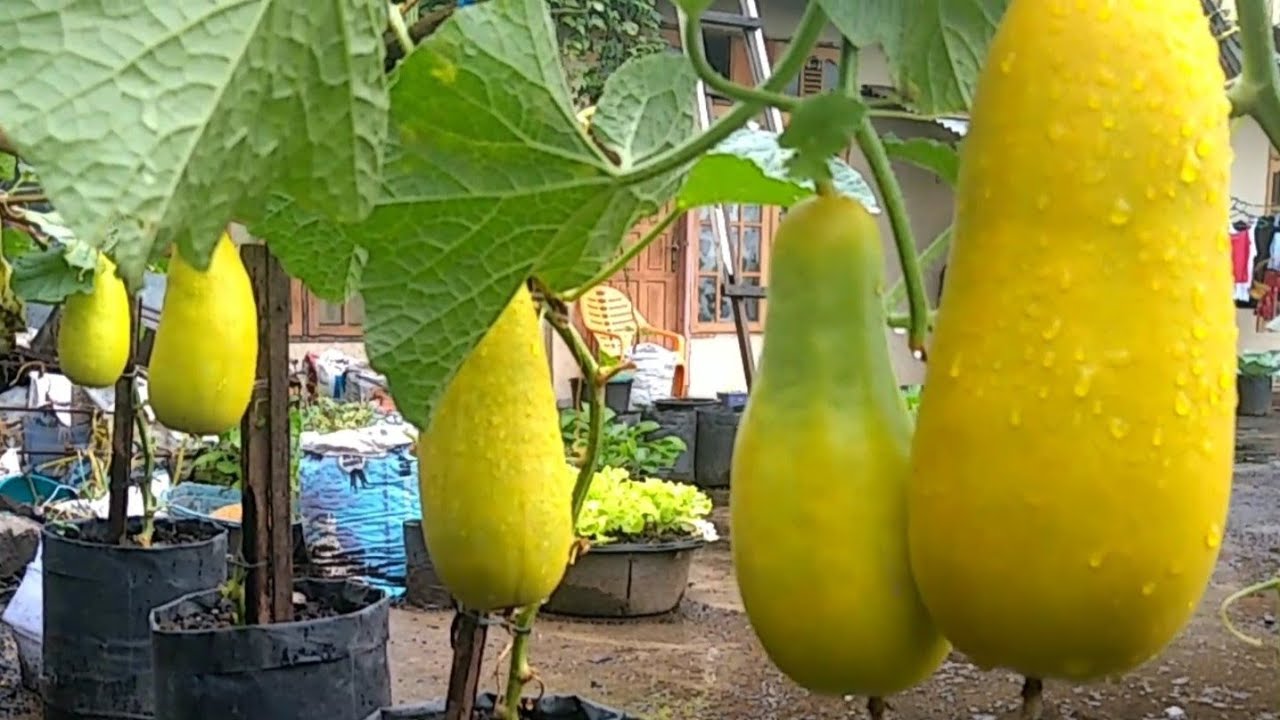 Cara menanam TIMUN SURI dari biji sampai panen || How to grow suri cucumber from seed to Harvest.