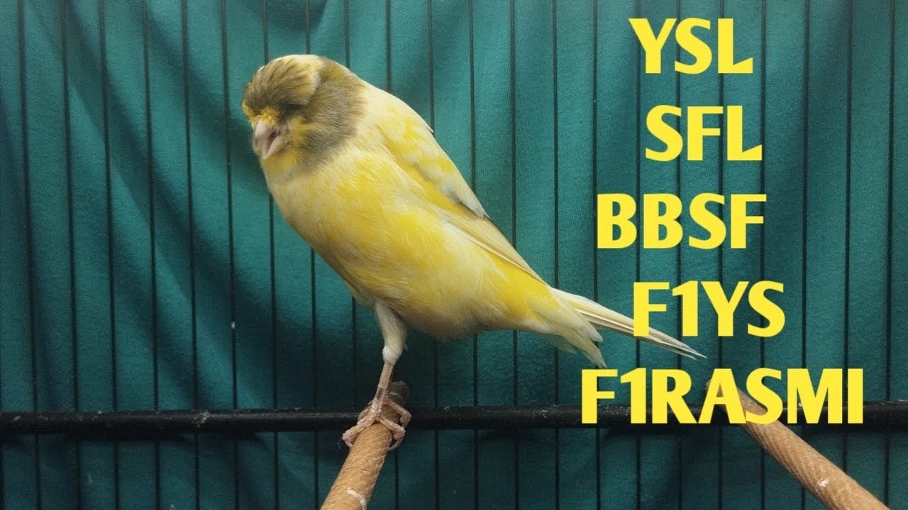 MATERI HIBRID BBSF, YSL, SFL, F1YS, F1RASMI   !!!    MONGGO DI GAS BOS Q