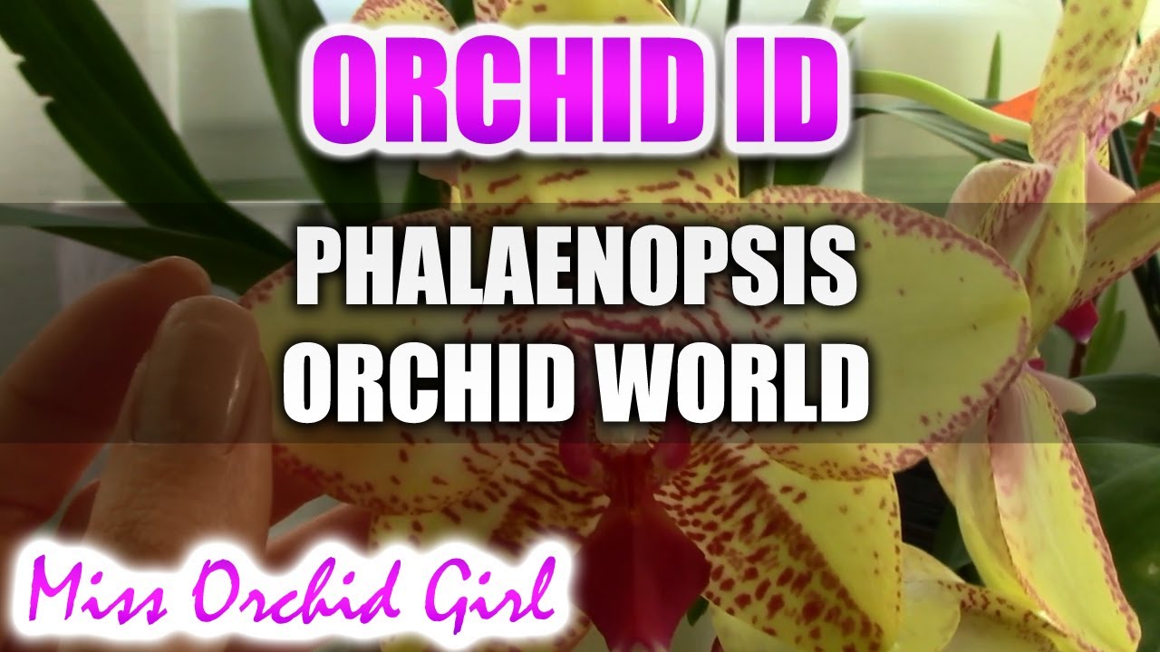 Phalaenopsis Orchid World hybrid