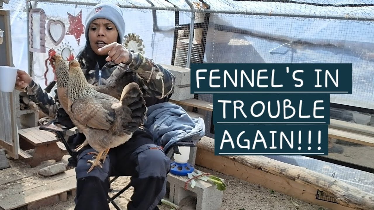 🤬Fennel Has 1 Foot Out The Door!!! She's Being Extra Mean Today!!! #backyardchickens #chickencoop 