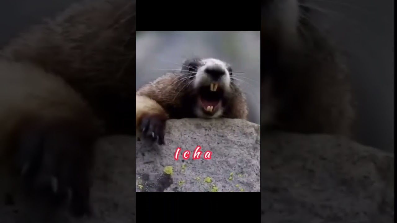 icha mana icha