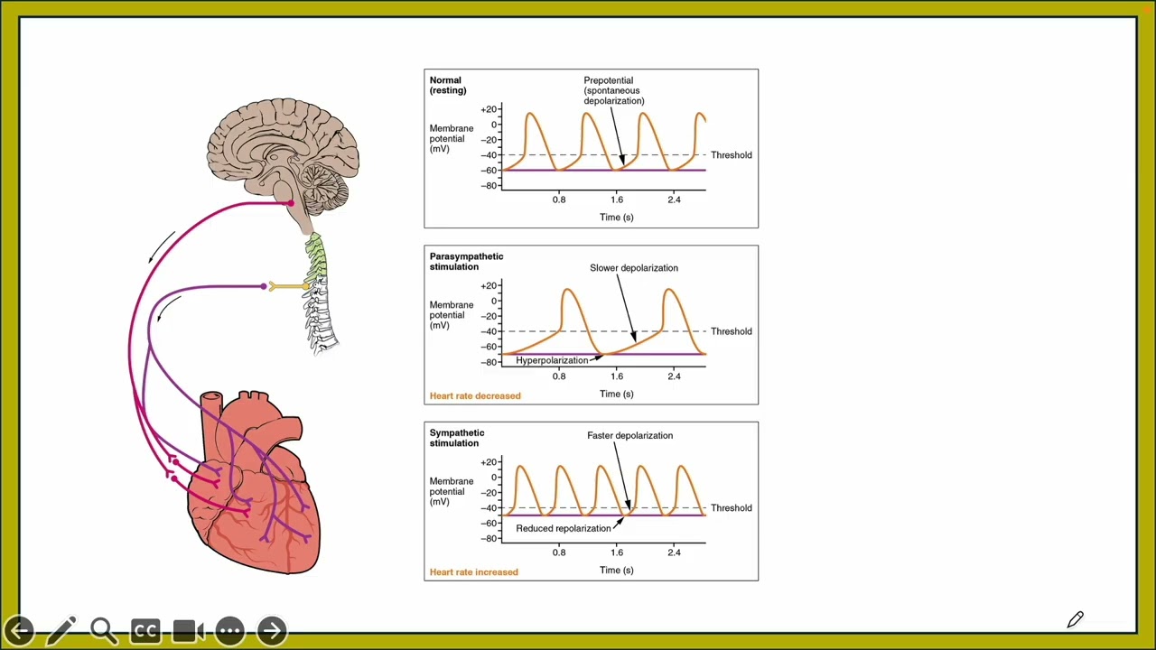 Heart Physiology