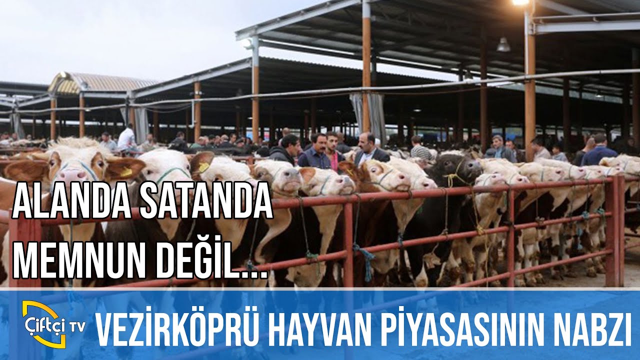 Vezirköprü Hayvan Pazarı - ÇİFTÇİNİN SESİ