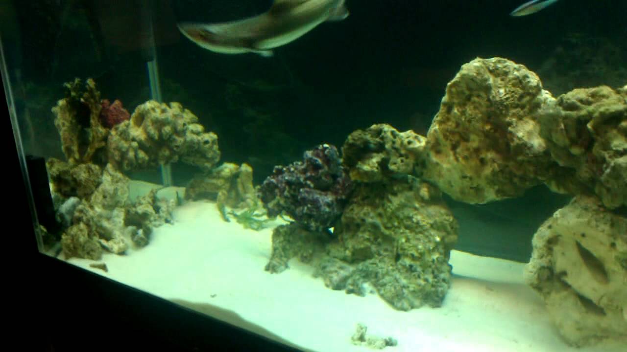 Smooth grey hound shark tank