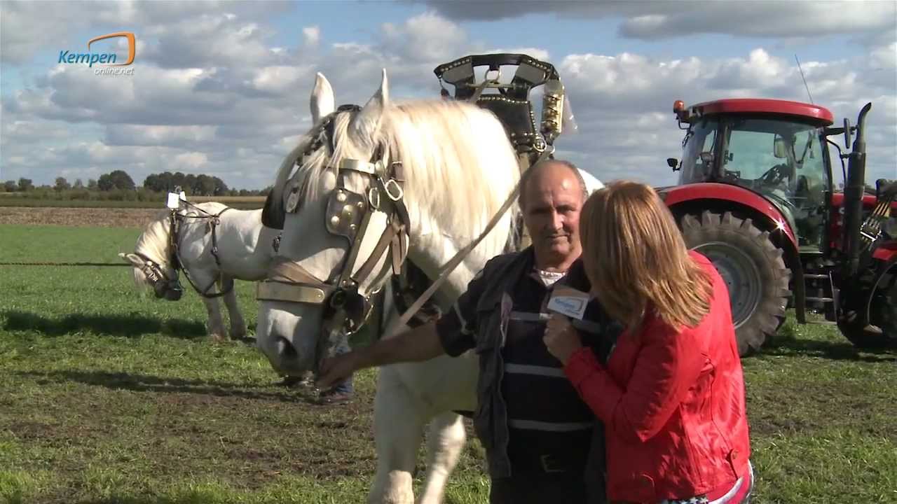 Paardentrek Casteren 2012