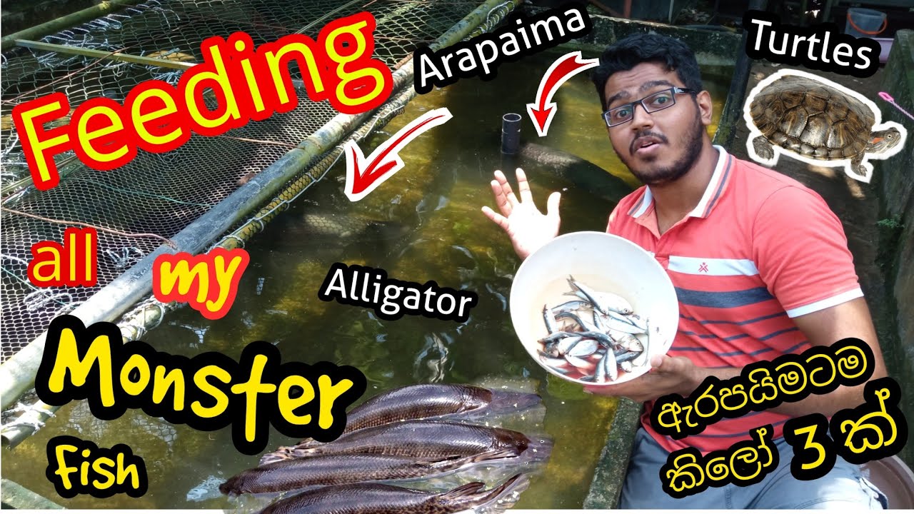 Feeding all my MONSTER FISH || Arapaima Gigas || Alligator gar || Red Ear Sliders🐢🐢|New Ishan Aqua..