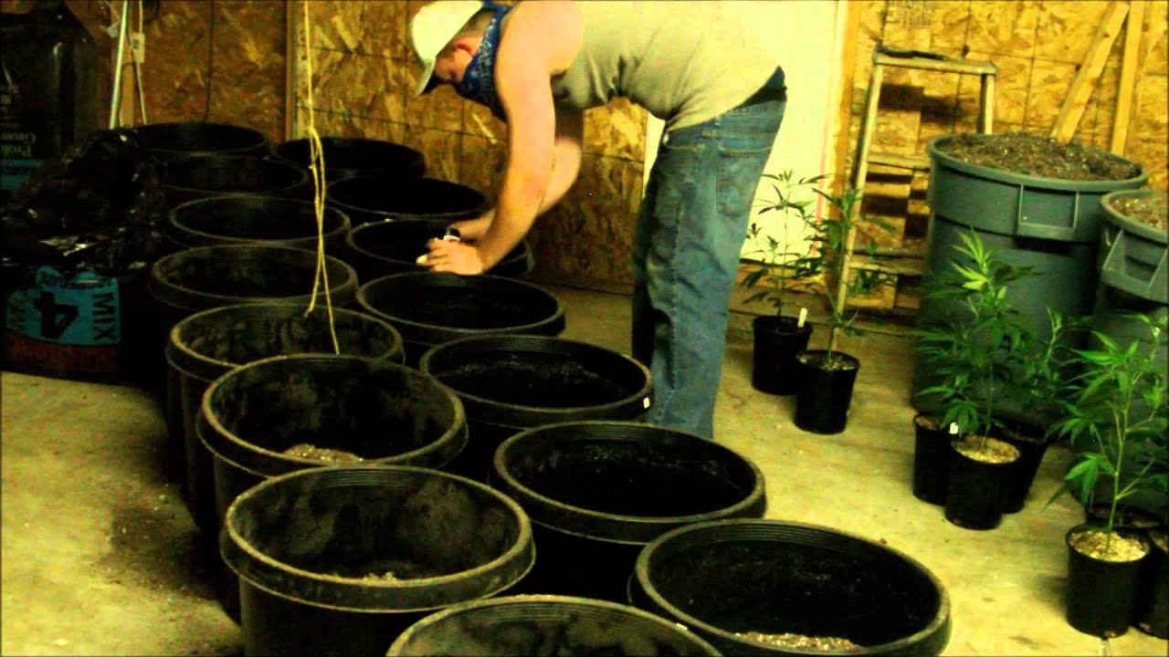 Transplanting Marijuana Time-Lapse With Slyy8585