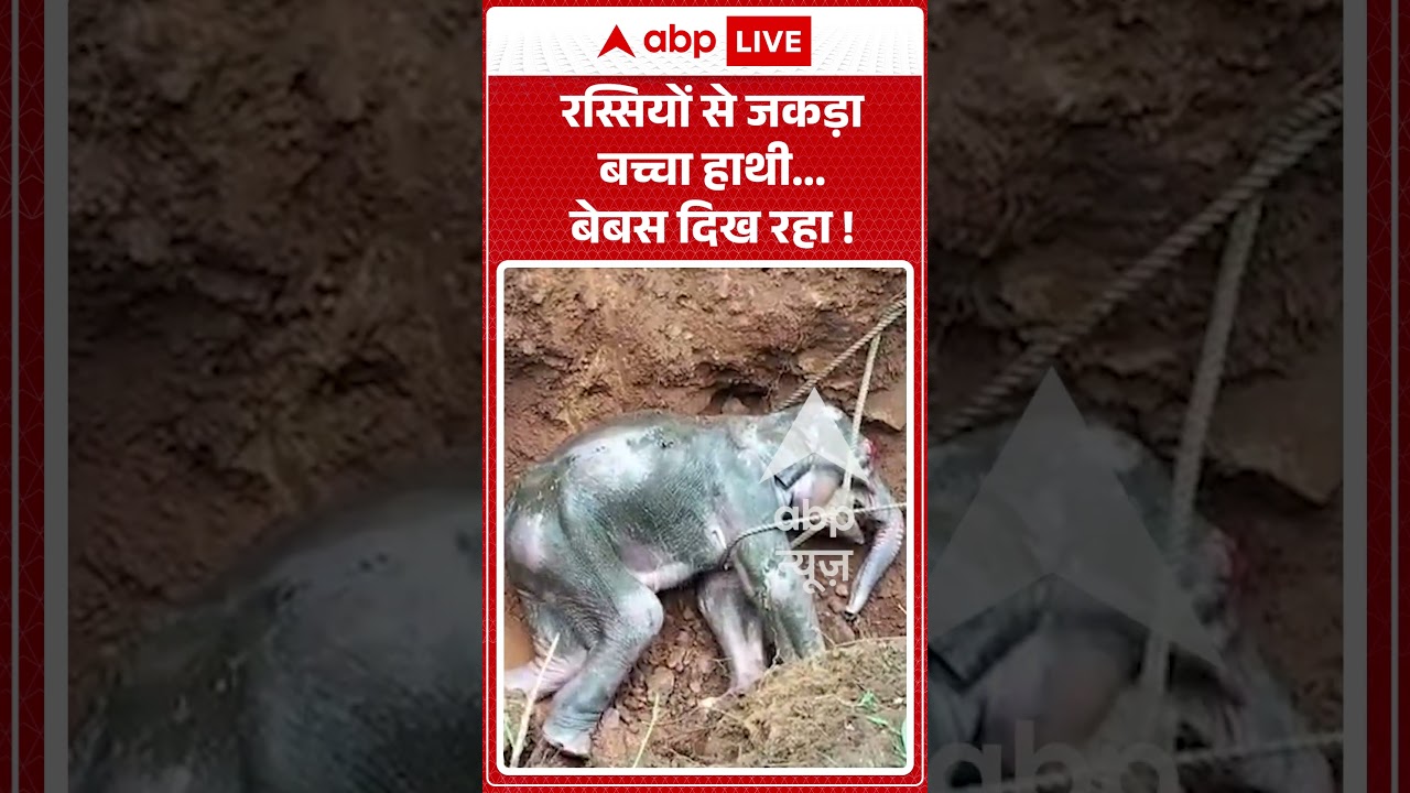 Viral Shorts: रस्सियों से जकड़ा बच्चा हाथी...बेबस दिख रहा ! | #ytshorts #elephant #odisanews