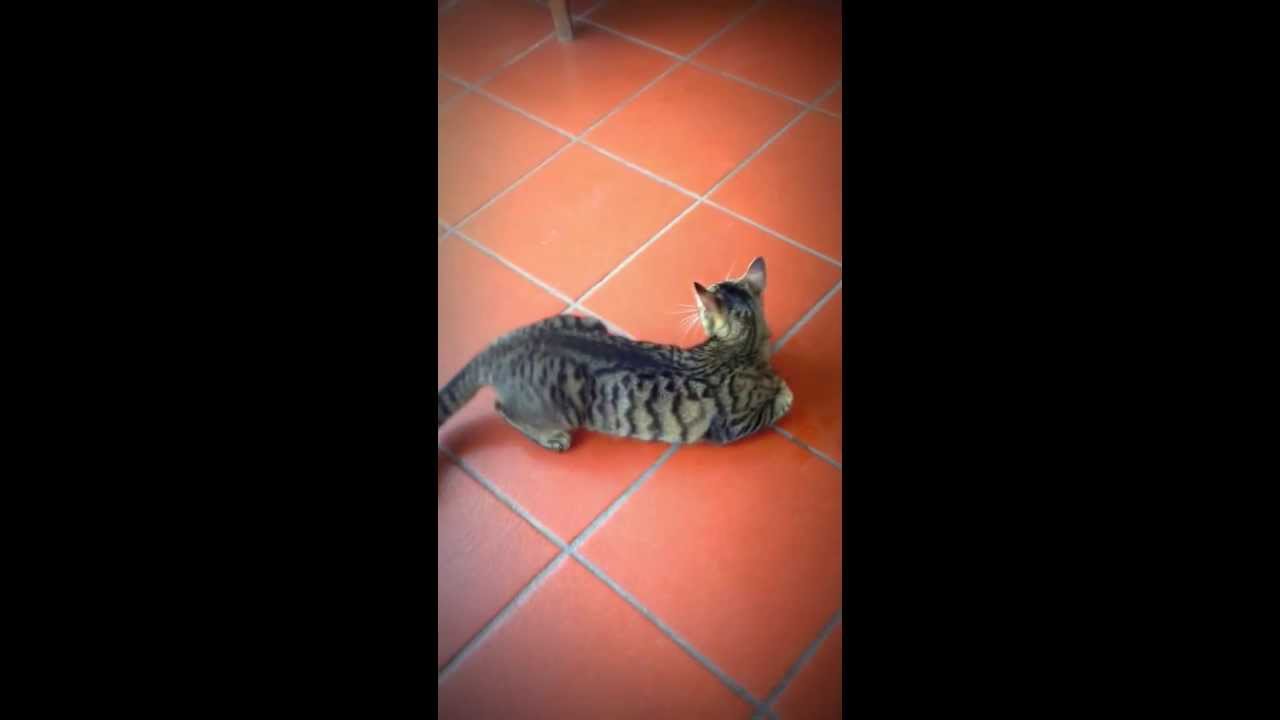 Gatto castrato VS gattina in calore