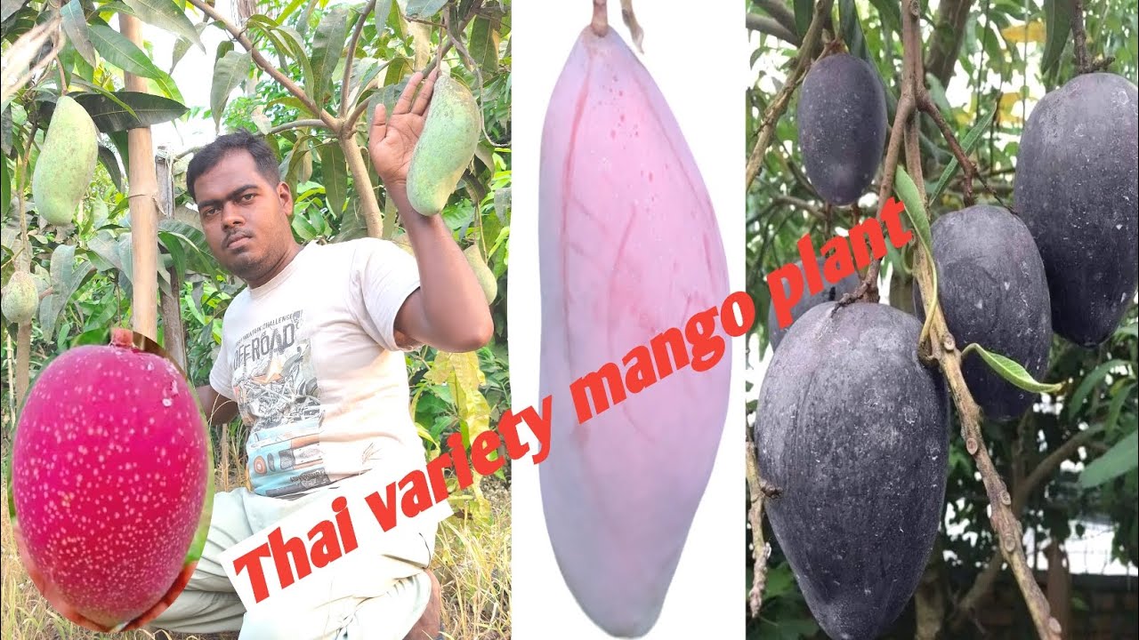 thai variety fruits plant Thai variety mango Sarika nursery wb