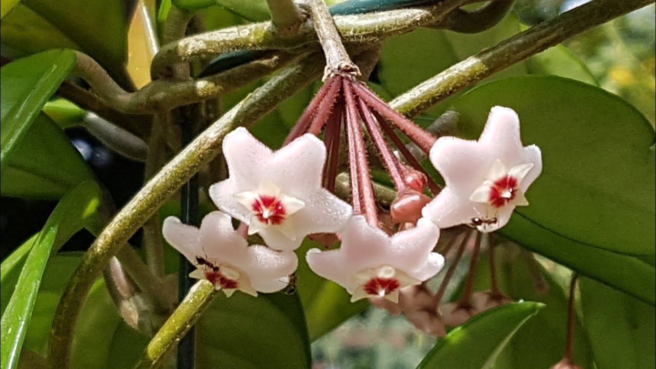 球兰开花 Hoya