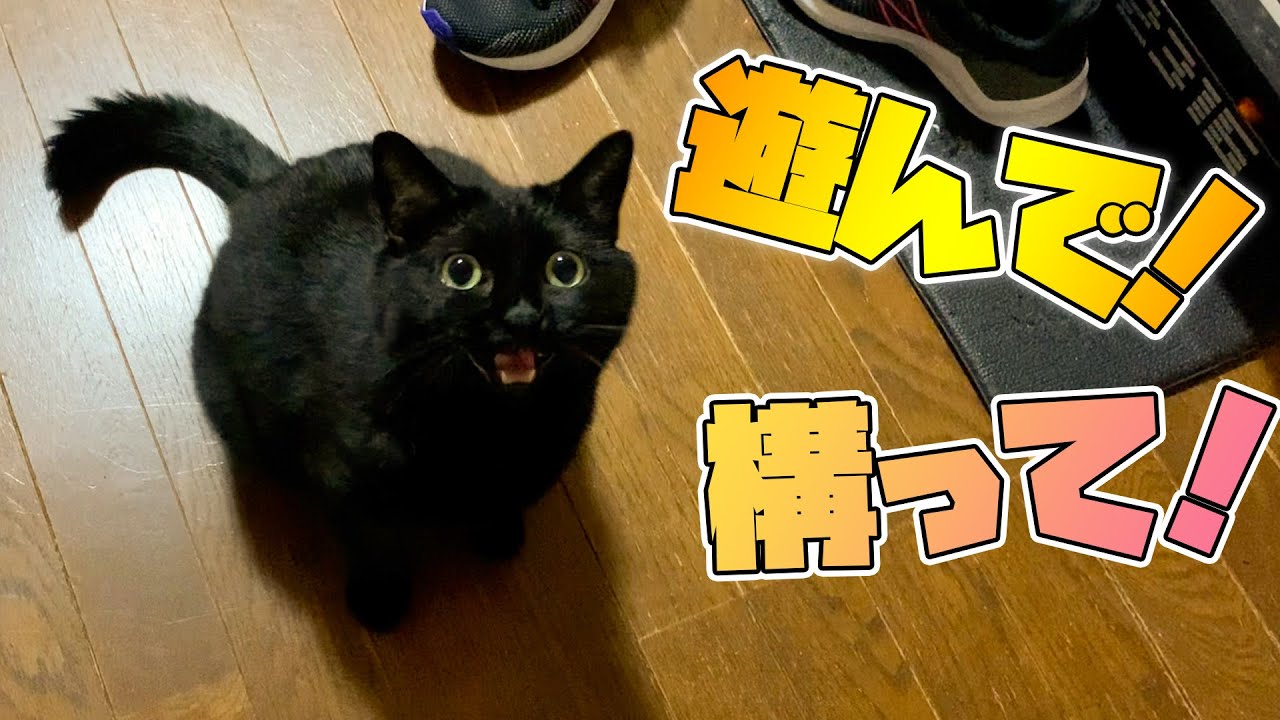 構ってほしくて鳴いちゃう黒猫が可愛すぎるんですが...