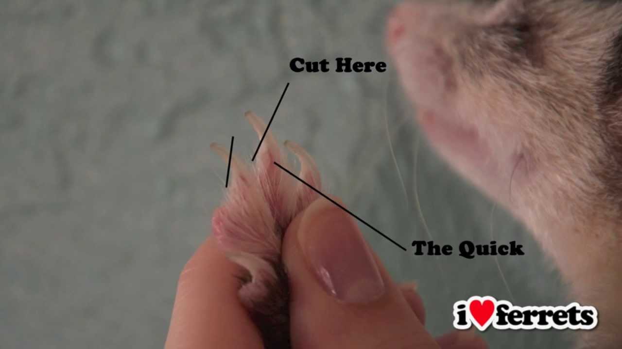 Ferrets 101: Nail Clipping