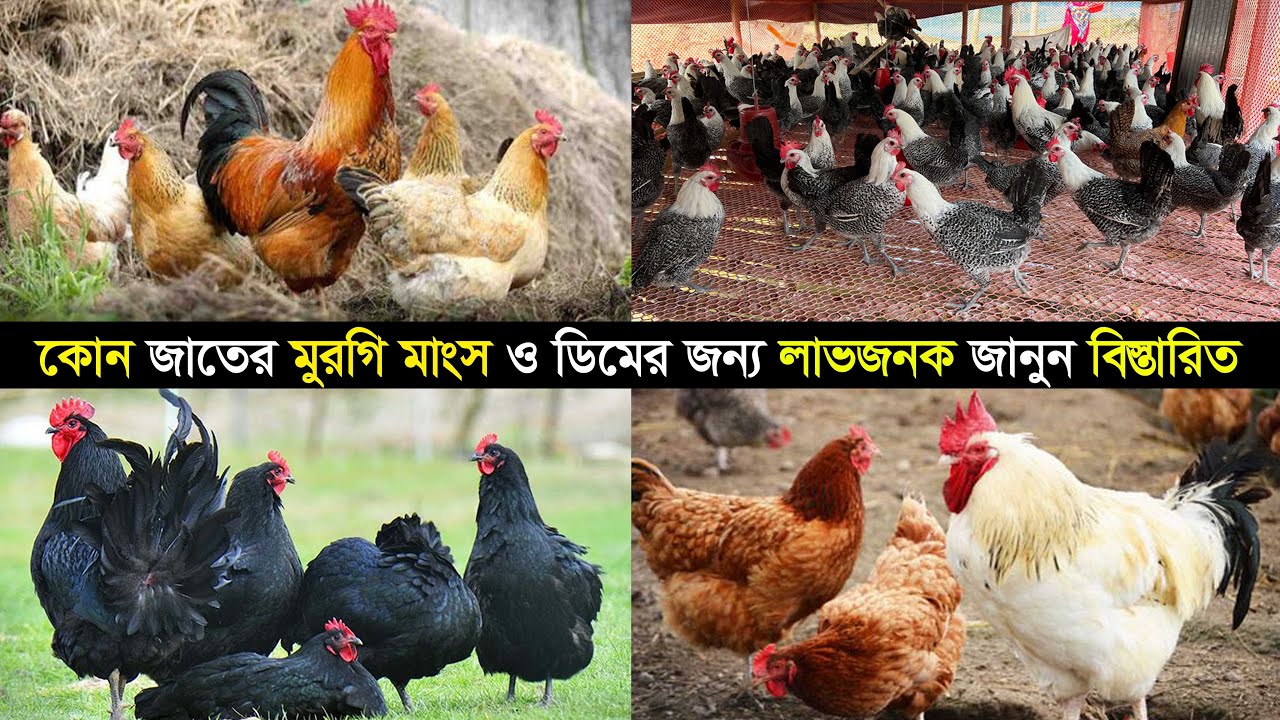 কোন জাতের মুরগি ডিমের জন্য ও কোন জাতের মুরগি মাংসের জন্য পালন করলে লাভবান হবেন জানুন বিস্তারিত