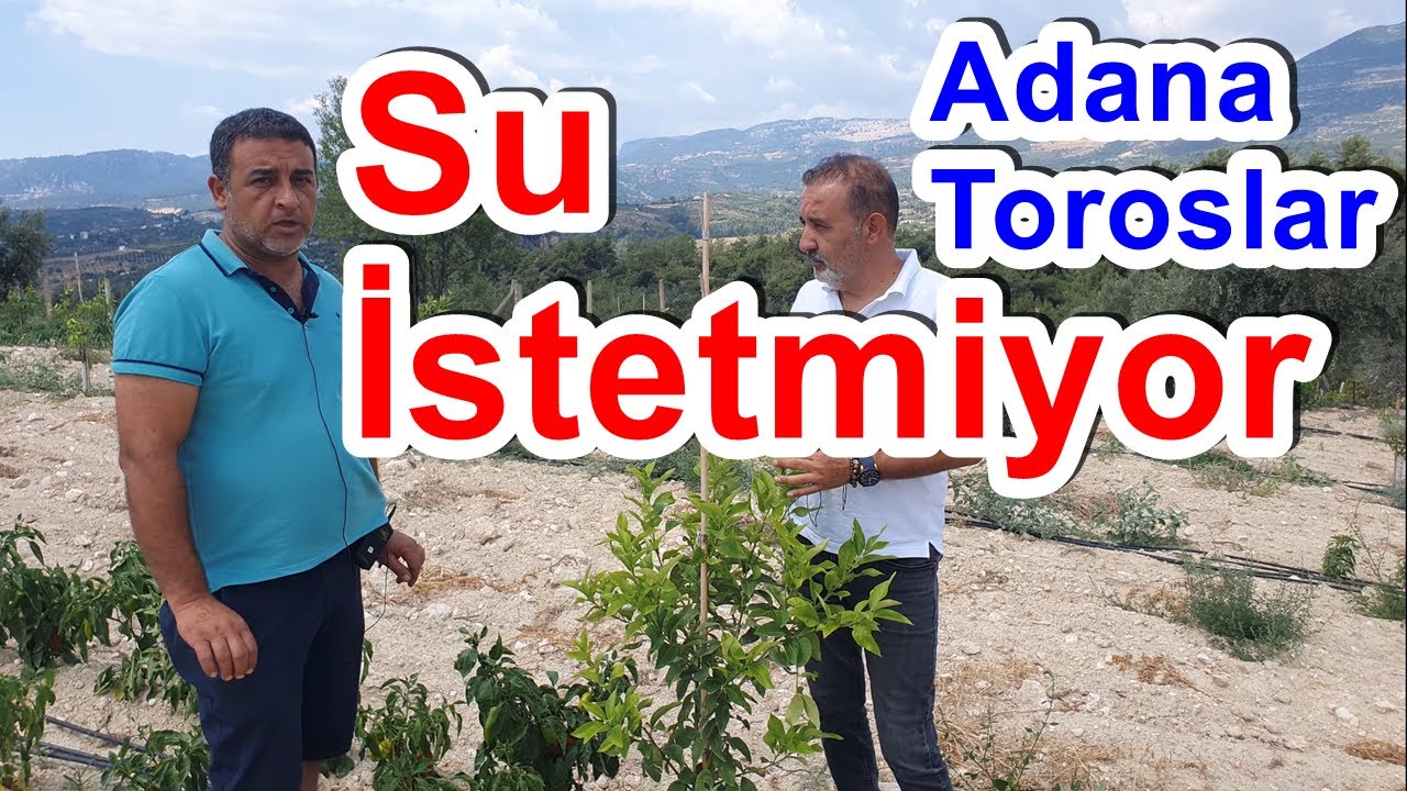 Kütdiken - Yediveren Limon Fidanı Gübreleme - Fidan Sulama - Toprak Nemini Koruyan Gübre - Mersin
