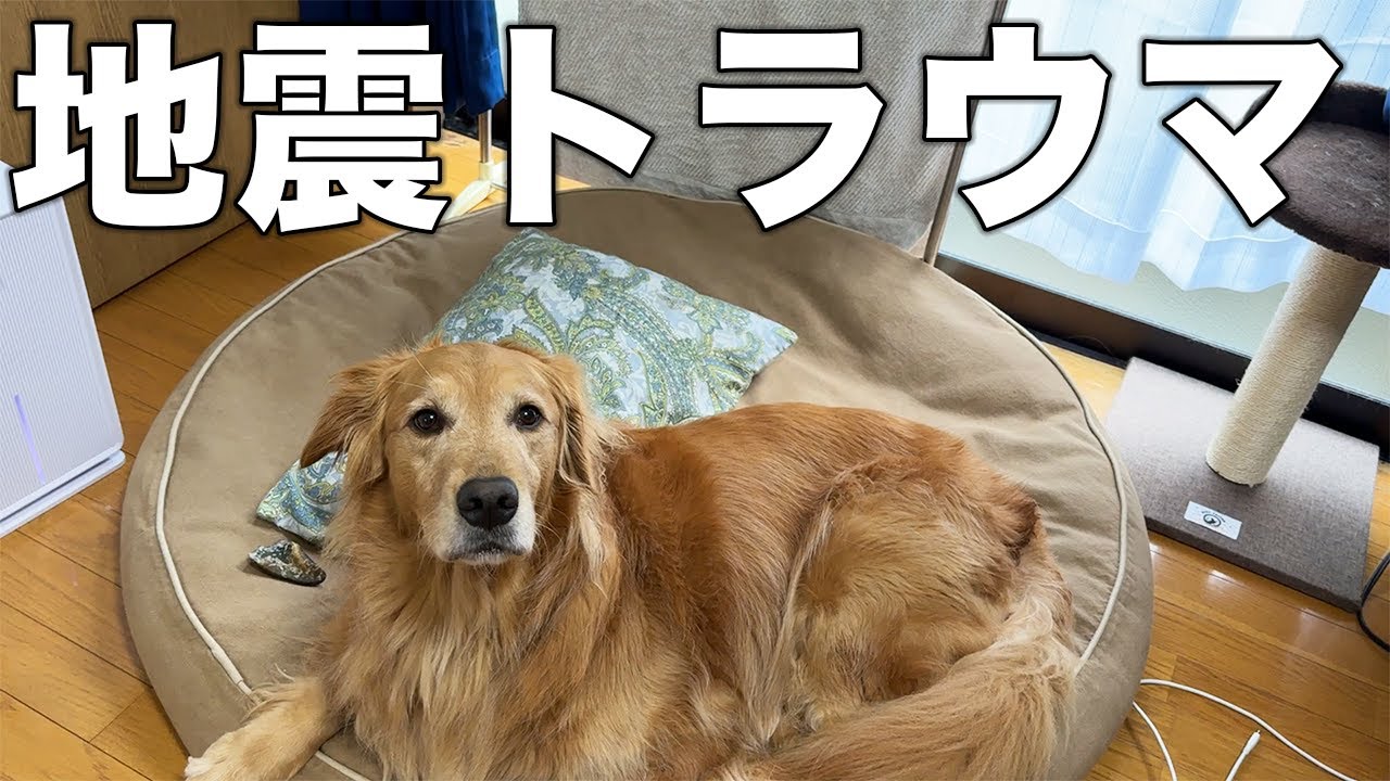 【地震発生の瞬間】地震にトラウマを持つ愛犬をなんとか落ち着けました