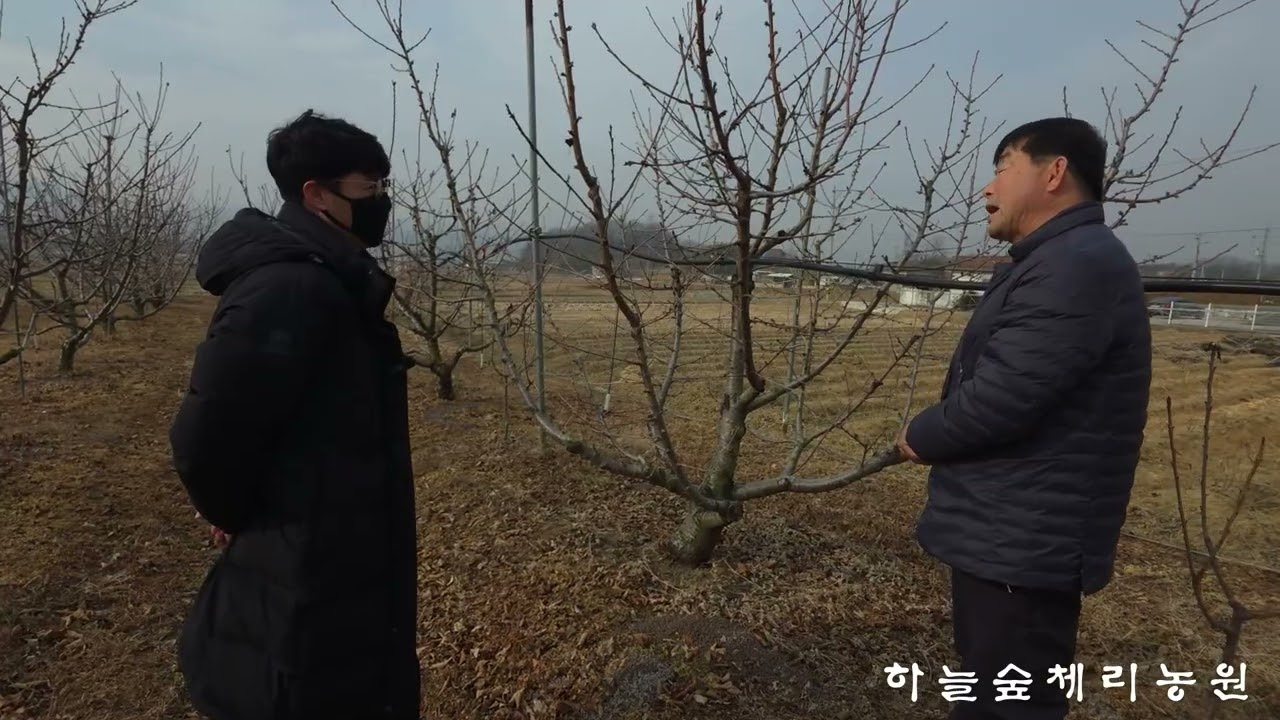 만금농원 체리농원 방문(구미_하늘숲체리농원)