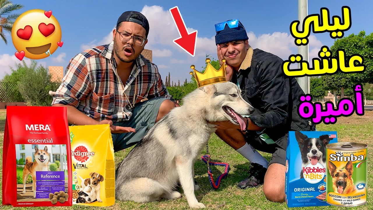 أخيرا إجتمعنا مع الكلبة ليلي🐶 بعد 7 أشهر فراق😭 عاشت يوم ملكي 🔥