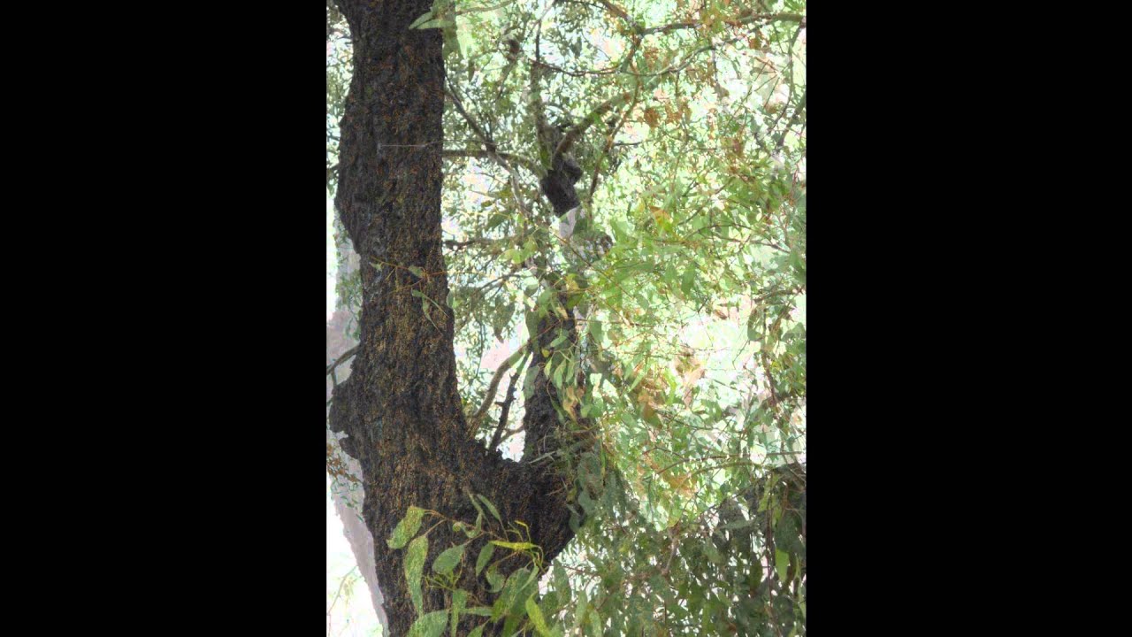 Plant ID: Mugga Ironbark (Eucalyptus sideroxylon)