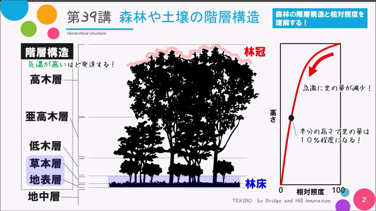 【高校講座 生物基礎】第39講「森林や土壌の階層構造」